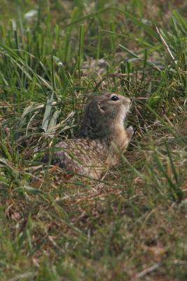 - wal_przyr_3_070830.jpg - wal_przyr_3_070830.jpg